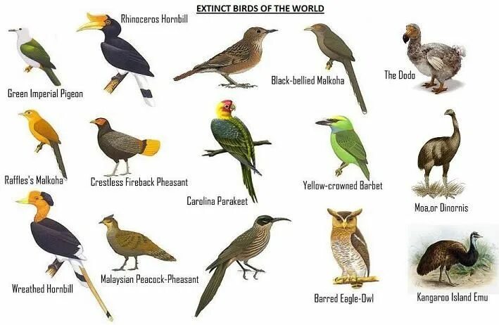 Птицы Австралии названия. Птицы Евразии. Птицы в Африке и их название. Птицы Африки картинки.