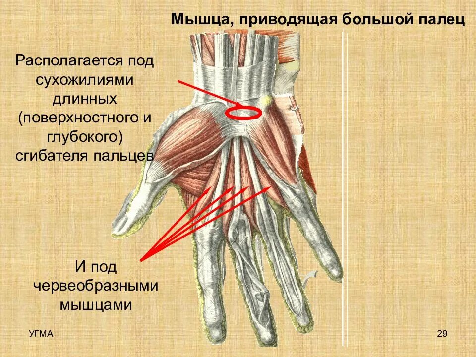 Сухожилия мизинца. Сухожилия сгибателей 1 пальца кисти анатомия. Сухожилия сгибателя 1 пальца. Мышцы кисти, пальцев рук анатомия. Мышцы кисти анатомия строение.