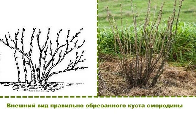 Как обрезать черную смородину осенью видео. Обрезка смородины осенью. обрезка кустов смородины осенью. правильная обрезка смородины.