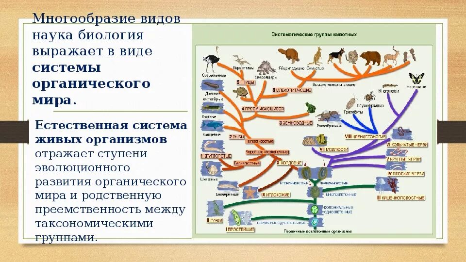 Строение и многообразие животных. Система оргнаническог Омира. Биологическая классификация организмов.
