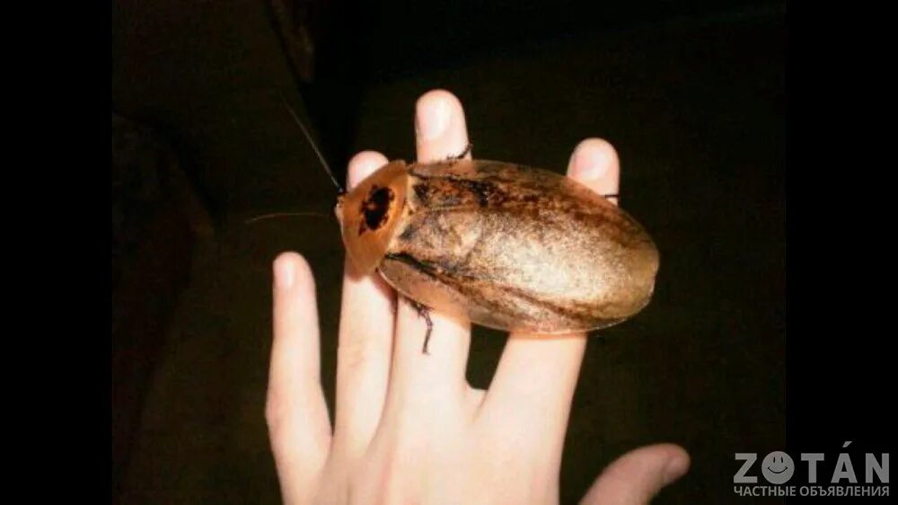 Megaloblatta longipennis. Огромный таракан в квартире. Жук прусак. Большой летающий таракан. Жук прусак.