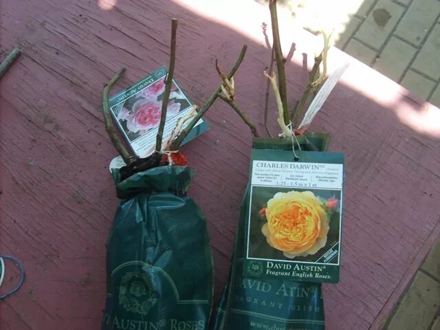 Упаковка для саженцев роз. Саженцы роз в упаковке. Саженцы роз в зеленых пакетах. Саженцы роз в коробке.