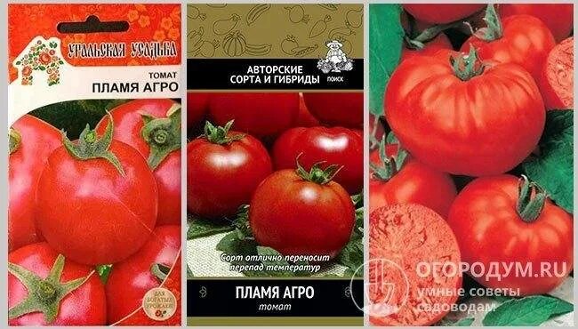Помидоры сорт пламя отзывы фото Томаты СуперГрядка goldenseeds01811-11 купить по выгодным ценам в интернет-маг