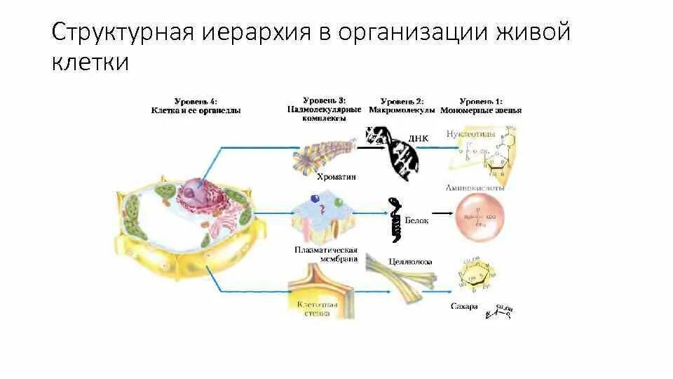 Клетка иерархия