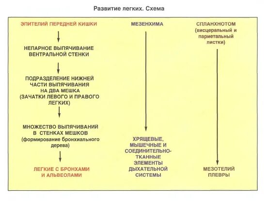 Стадии развития легких. Эмбриональные источники развития дыхательной системы. Стадии развития легких гистология. Стадии развития дыхательной системы. Этапы развития легких у человека.