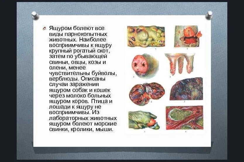 Источник заражения ящура. Ящер болезнь у животных. Признаки ящура у животных. Ящер болезнь у животных. Болезни у животных ящур у коров.