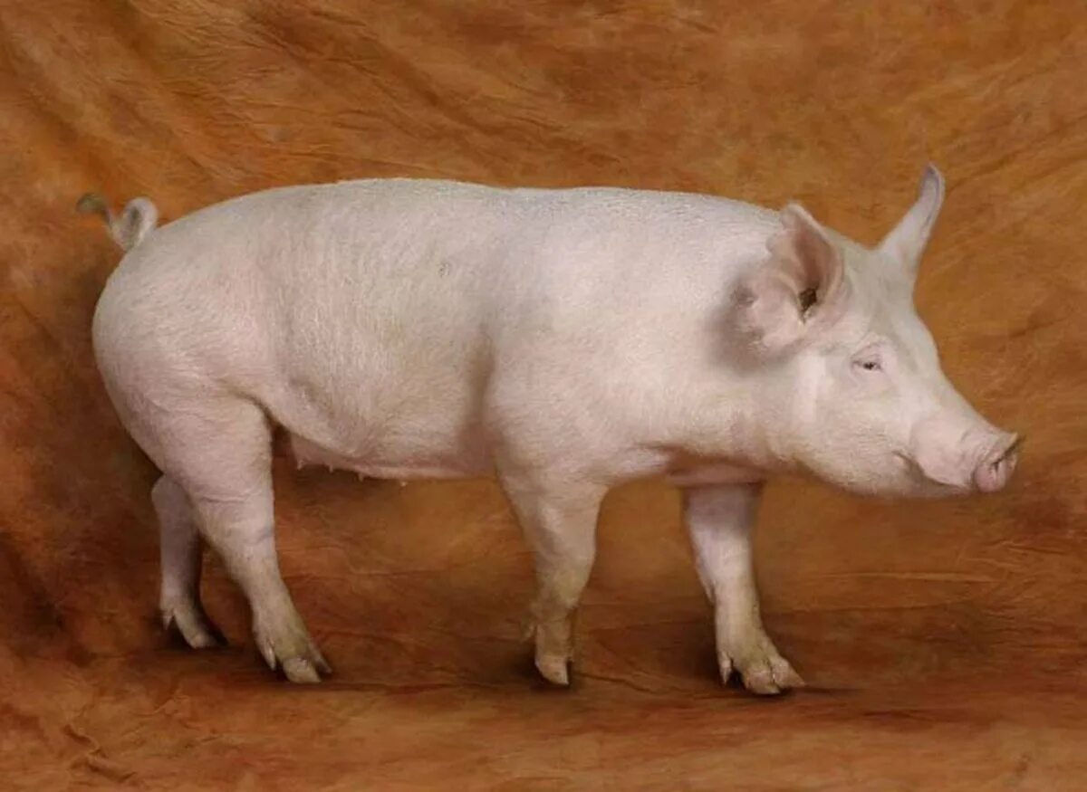 Эстонская беконная порода. Ландрас Йоркшир. Порода свиней Йоркшир. Эстонская беконная свинья. Степная свинья