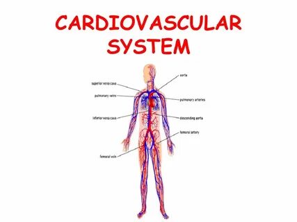 Cardiovascular system