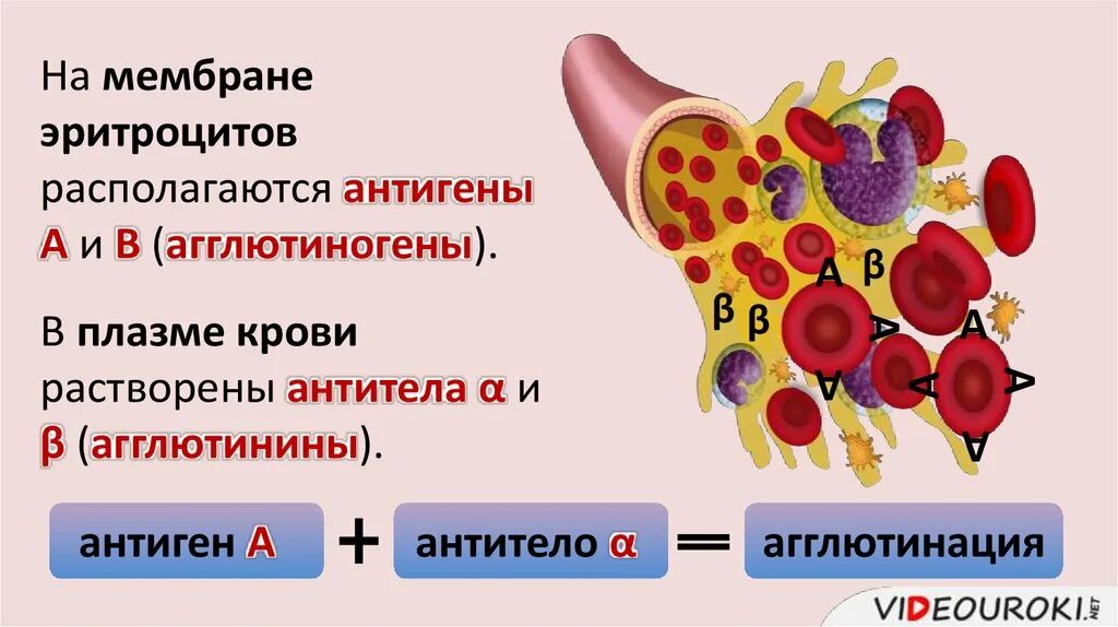 Антигены в мембране эритроцитов. Антигены эритроцитов.