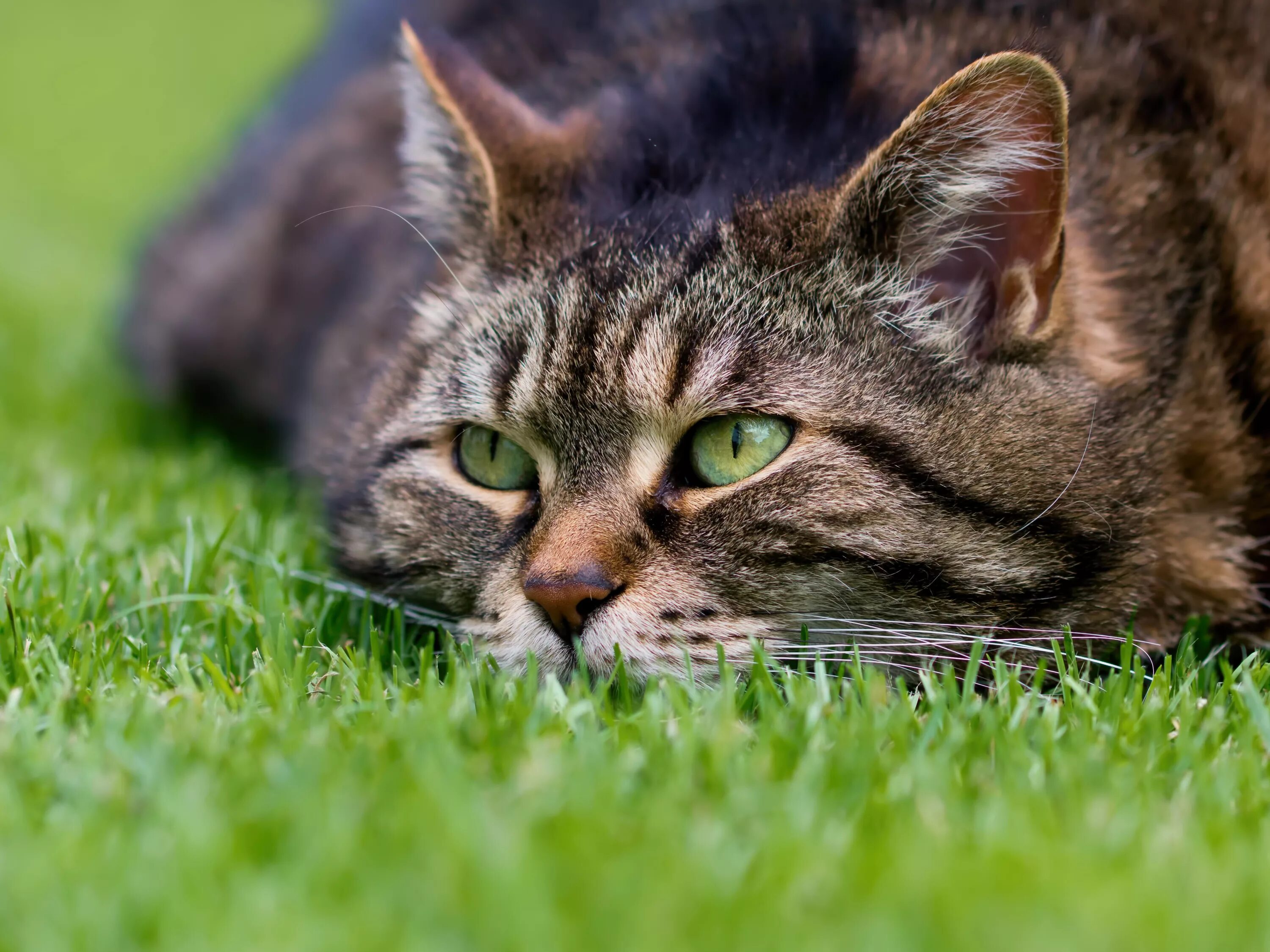 Котэ представляет про животных