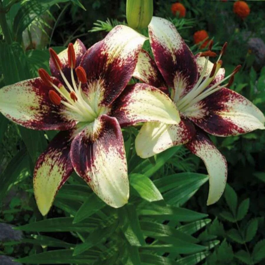 Лилия хартстрингс. Лилия азиатская форевер сьюзан. Азиатские сорта. Лилия пурпл харт. Лилия азиатская сорт дазл.