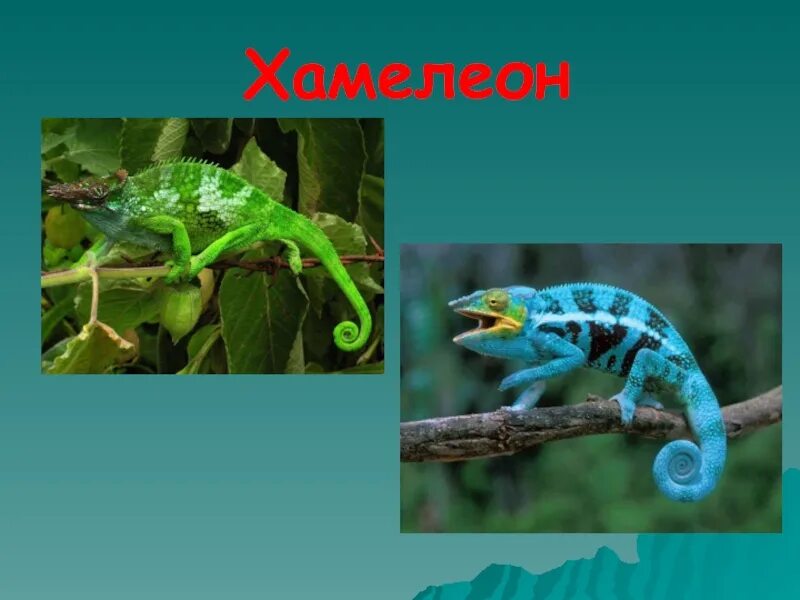 Защитная окраска животных 3 класс. Животные имеющие защитную окраску. отпугивающая окраска примеры. предостерегающая окраска примеры. животные которые спасаются от защитной окраски.