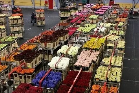 Поставка цветов голландия