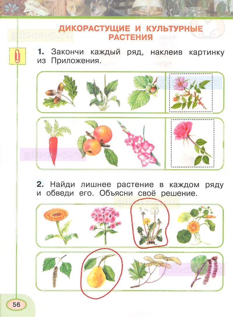 Плешаков окружающий мир 1 класс рабочая рабочая тетрадь 1 часть. Окружающий мир 1 класс рабочая тетрадь Плешаков 1 класс. Окружающий мир. 1 Класс. Рабочая тетрадь.. Окружающий мир. Рабочая тетрадь. 1 Класс. Часть 1. Домашнее задание окружающий мир страница 57