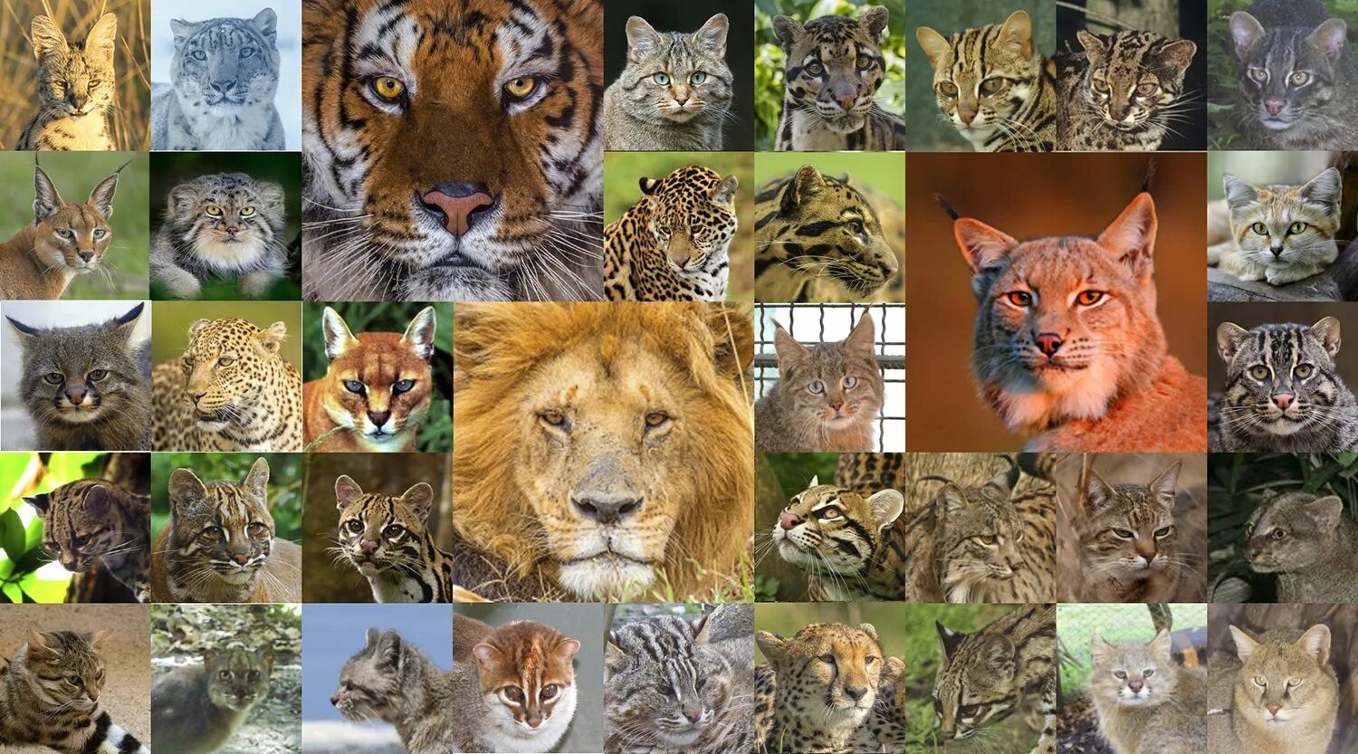 Типы диких кошек