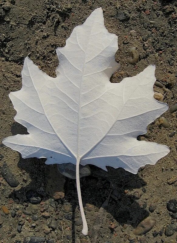 Листья кленов похожие на лапы резко. Тополь серебристый лист. Тополь белый Populus Alba l.. Populus Alba Тополь белый листья. Тополь белый форма листа.