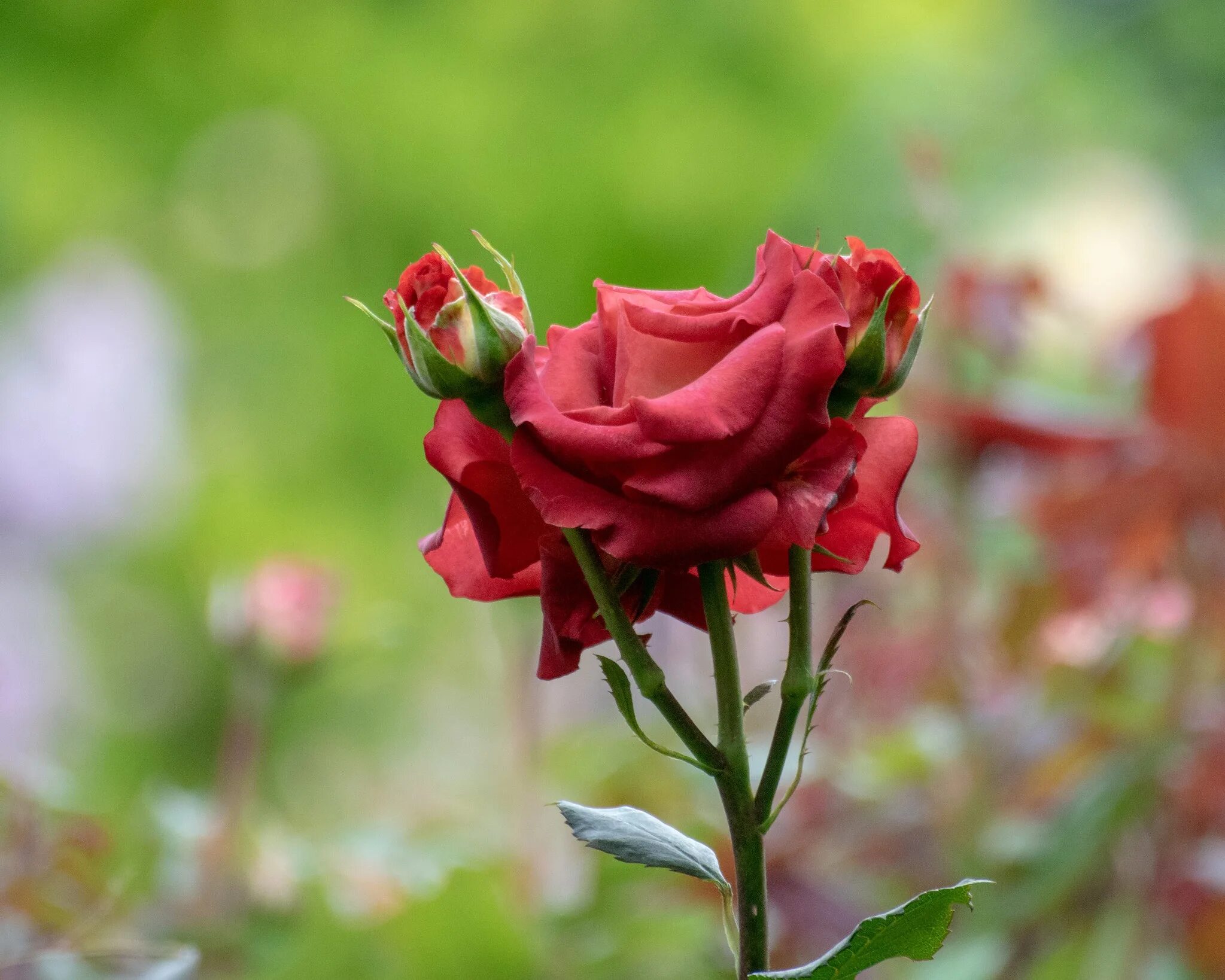 Цветоножка розы. Бутон розы со стеблем. Розы несколько бутонов на стебле. Красные бутоны телеграм