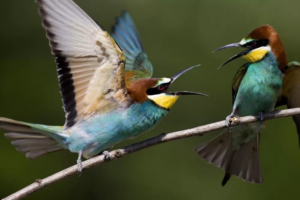 птица которая питается пчелами. золотая щурка птица.