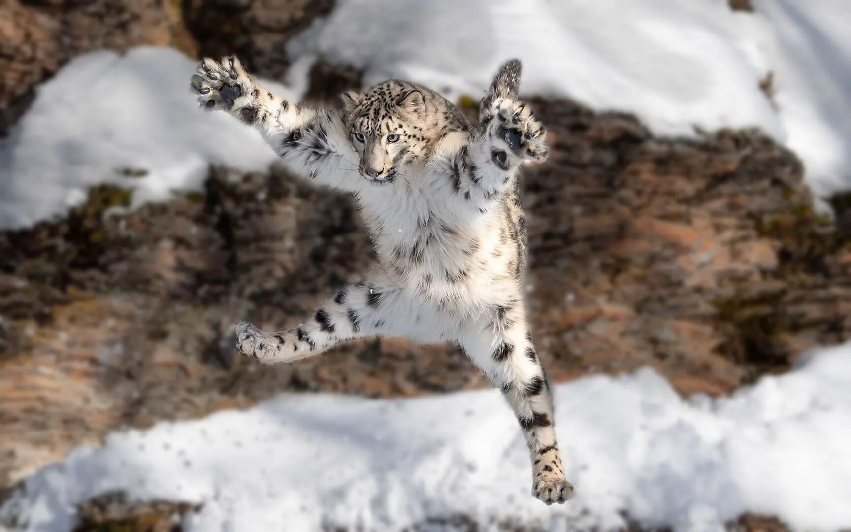 Снежный Барс (Ирбис, снежный леопард). Снежный Барс uncia uncia. Ирбис снежный Барс в прыжке. Снежный Барс в Гималаях.