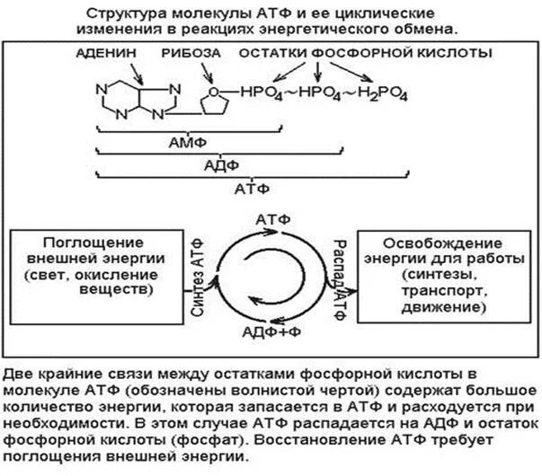 Откуда берется энергия атф. Роль АТФ. АТФ строение и значение. Роль АТФ В обменных процессах. Роль АТФ В организме биохимия.