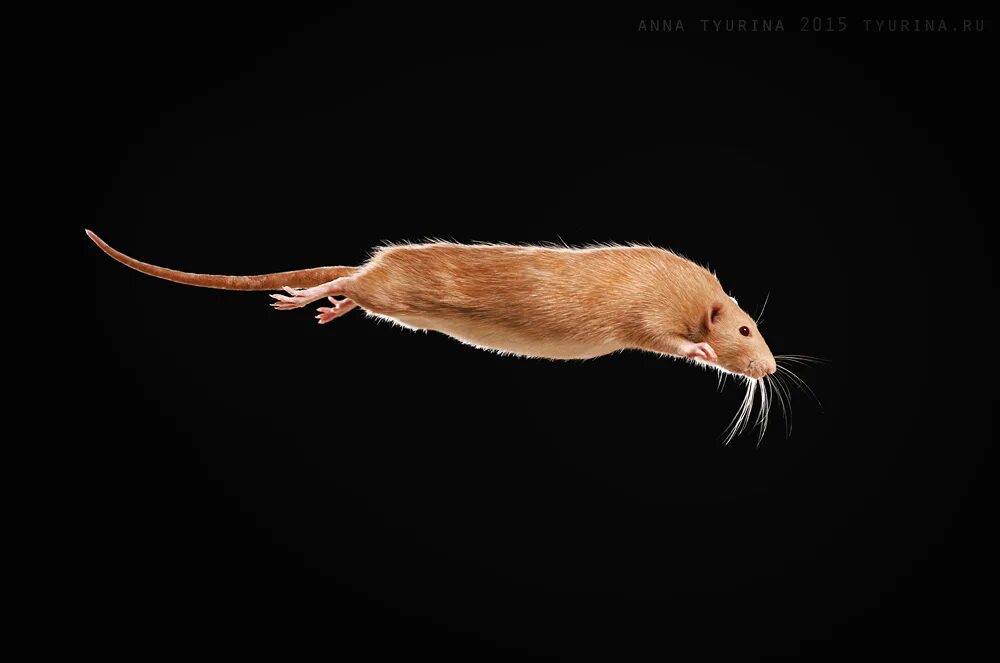 Полет мыши. Летучая крыса. Мышь прыгает. Мышь в прыжке. Летающая крыса.