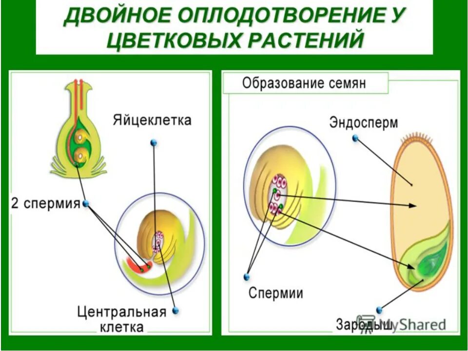 Оплодотворение и развитие семени. Двойное оплодотворение у покрытосеменных растений. схема процесса двойного оплодотворения цветковых растений. двойное оплодотворение у однодольных растений. половое размножение цветковых растений оплодотворение.