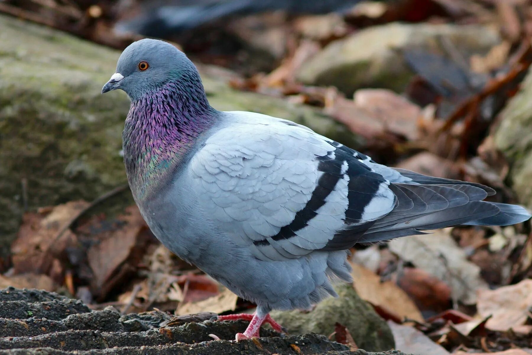 Голубиное перо. Голуби через. Голубь со спины. Голуби через. Голуби через.