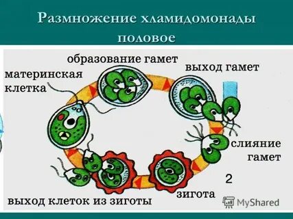 Напишите правильную последовательность размножения хламидомонады