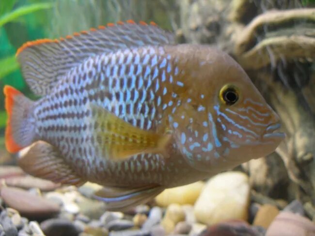 Акара изумрудная. Акара порту-алегри. На голове у акар бирюзовых появились белые пятна почему. Акара вишневая. Акара умный.