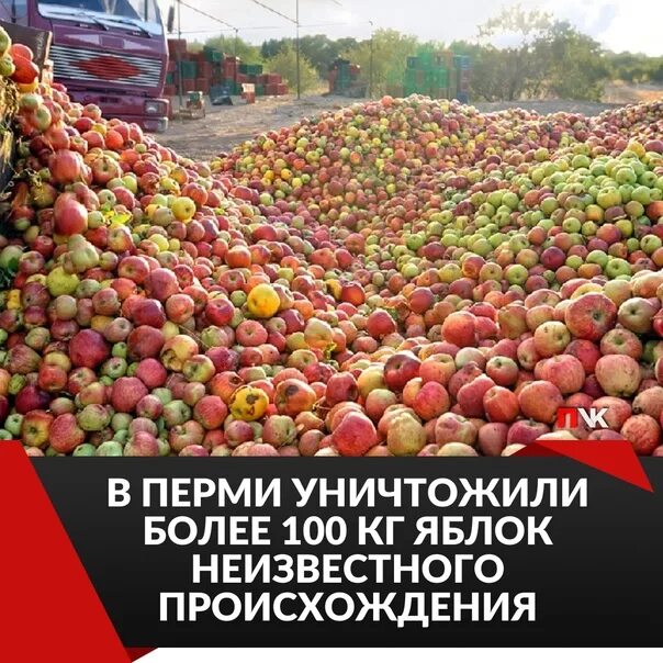 100 килограмм яблок