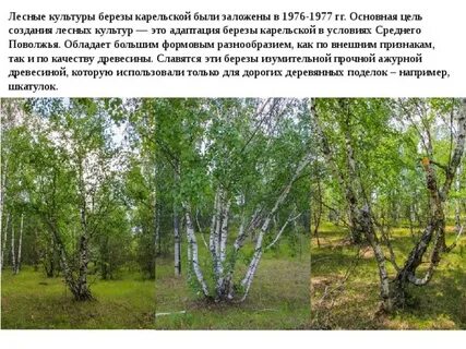Адаптация ели