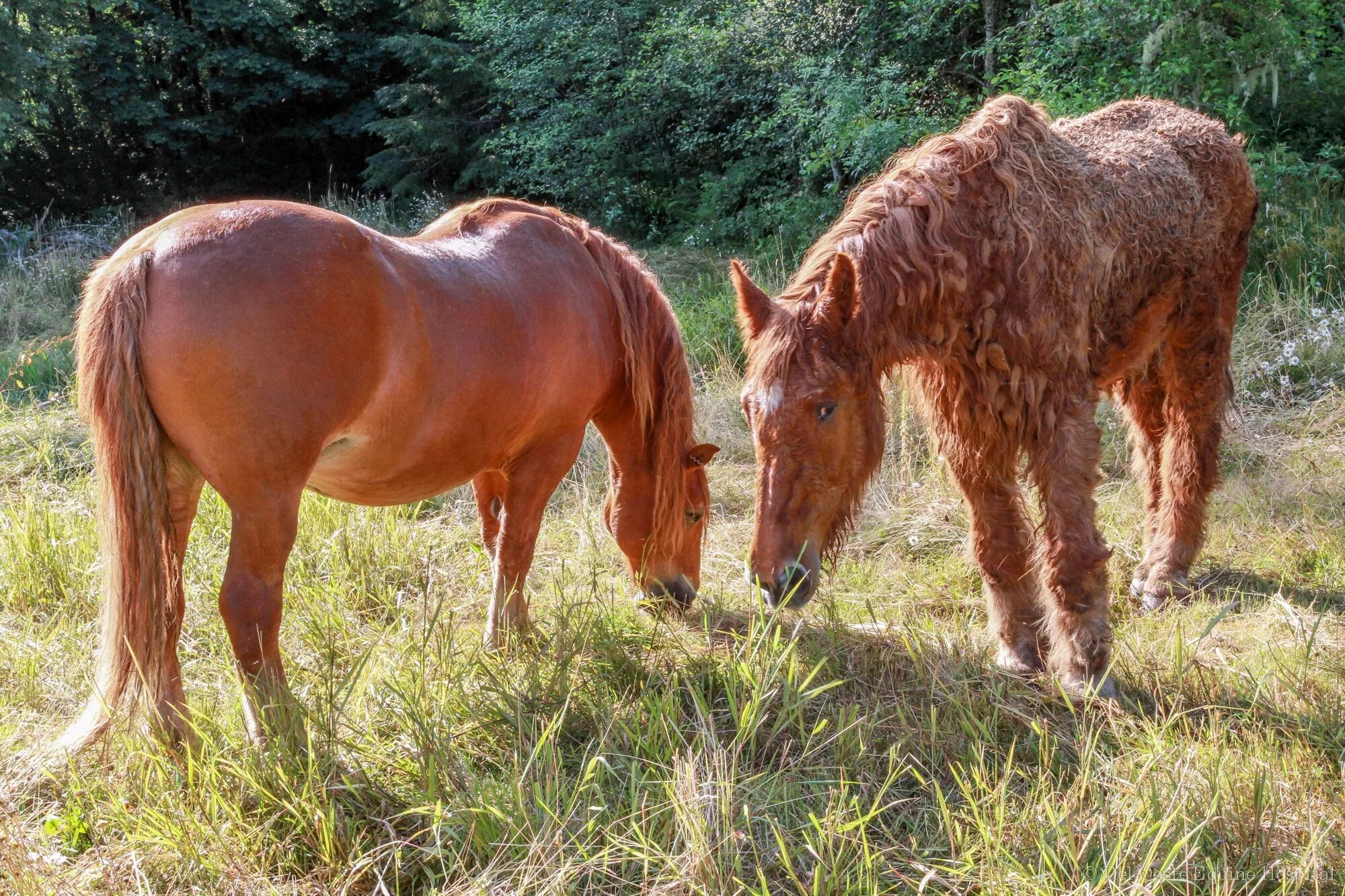 Вибриссы у лошадей. Синдром кушинга ламинит. Болезнь синдрома кушинга у лошади. Синдром кушинга у лошадей. Синдром кушинга у лошадей.