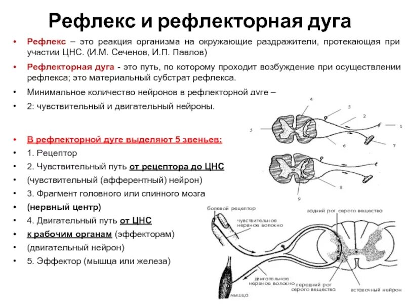 Анализ зрительных раздражений происходит в