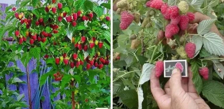 Купить саженцы Малиновое дерево "ТАРУСА" в каталоге по Архангельску, заказ сажен