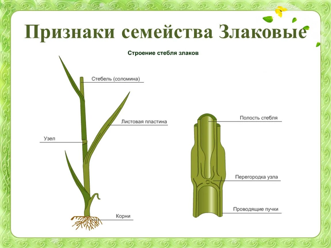 Презентация Класс Однодольные. Лилейные и злаки