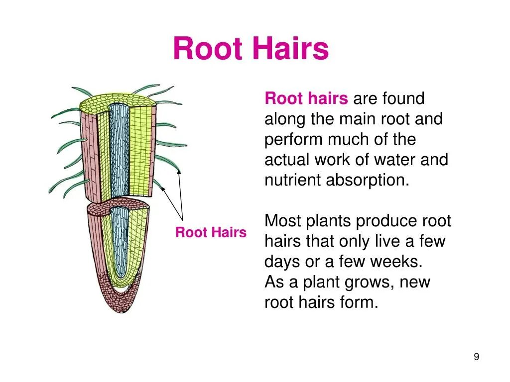 Hair roots. Functions of root hair. Ризодерма растений. Симпласт у растений.