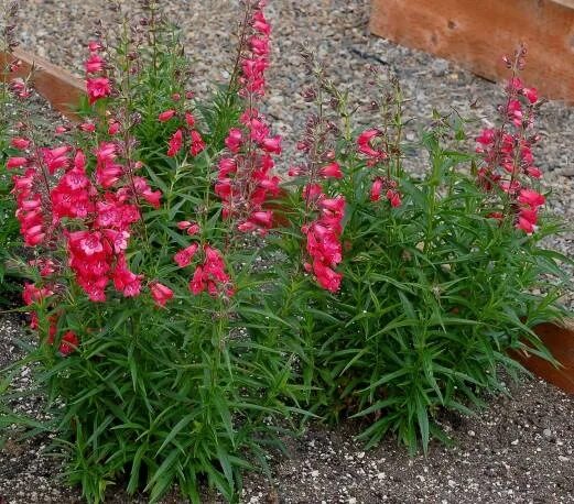 Красивые цветы, которые вы не встретите в каждом саду GardenLife Дзен
