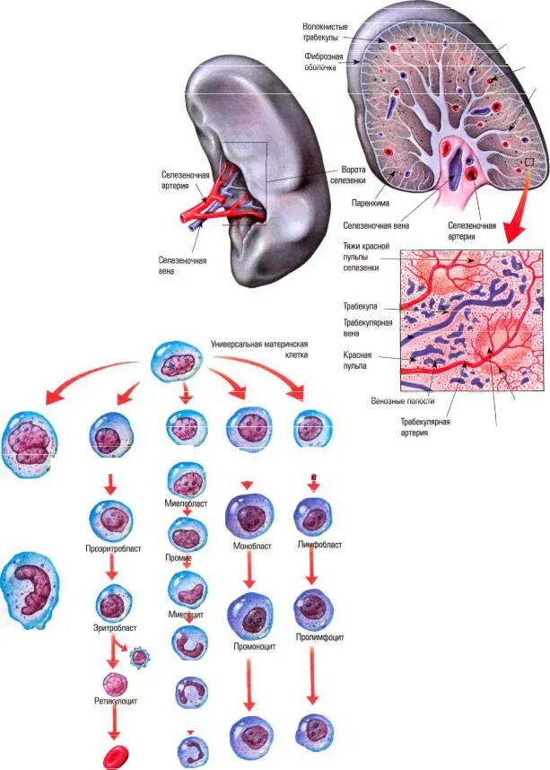 Селезенка кроветворный орган. Органы образования клеток крови. Гемопоэз в селезенке. Образование клеток костного мозга. В селезенке образуются клетки