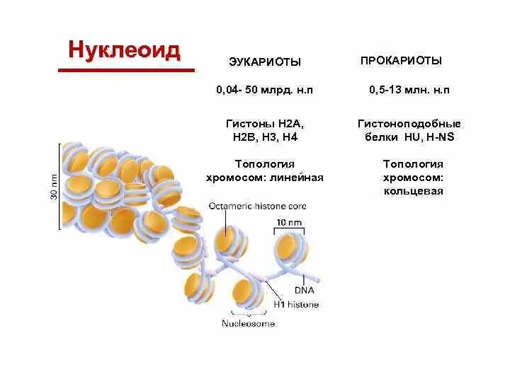 Связана с белками гистонами. Гистоны прокариот. Белки гистоны. Строение ДНК прокариот. Нуклеотид прокариот.