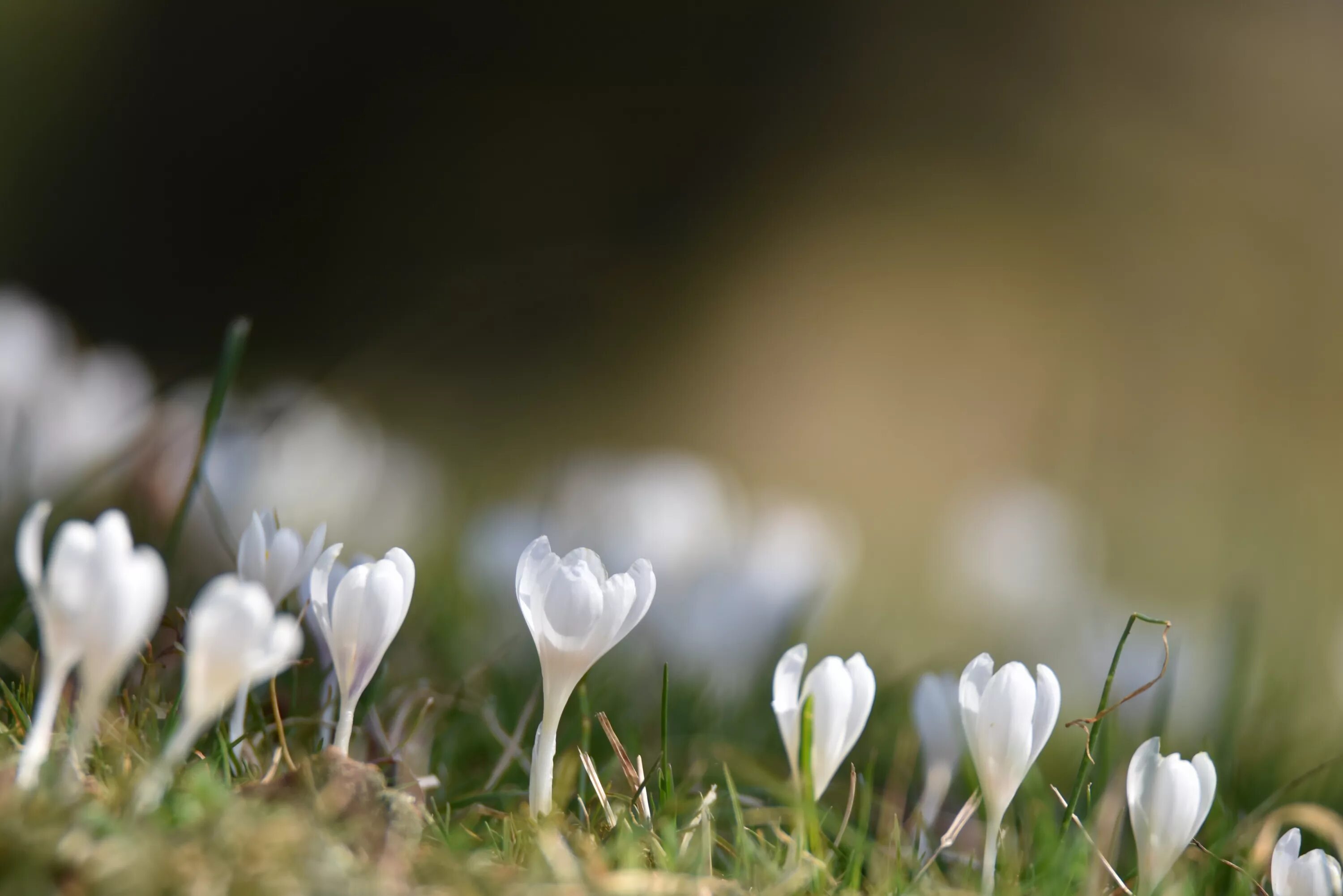 White spring. Весенние цветы. Нежные весенние цветы.