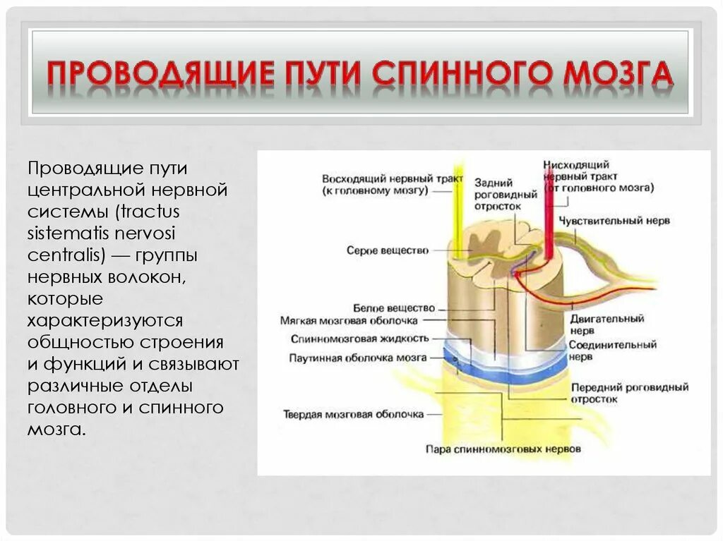 Восходящие и нисходящие пути головного и спинного мозга. Проводящие пути спинного мозга восходящие и нисходящие. Строение спинного мозга анатомия пути. Строение спинного мозга проводящие пути.