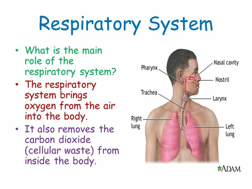 What is the system. Respiratory system. functions of the respiratory system. respiratory function. what is the respiratory system?.