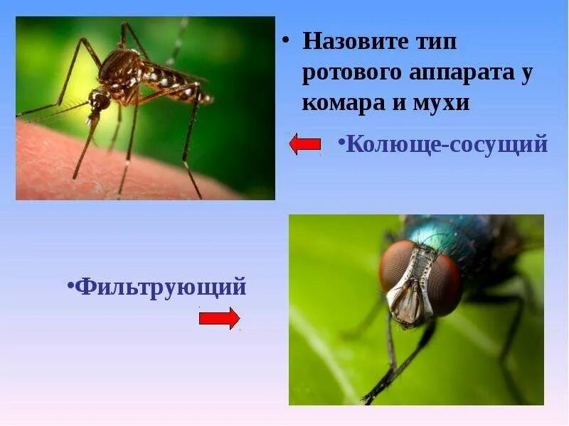 Лижущий тип ротового аппарата насекомых. Тип ротового аппарата комара. Тип ротового аппарата комара. Тип ротового аппарата комара. Строение ротового аппарата комара.