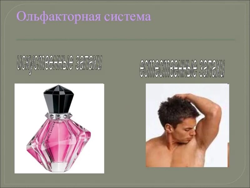 Ольфакторная система общения. К ольфакторным средствам общения относят. Ольфакторная система знаков. Ольфакторная невербальная коммуникация. Ольфакторная система.