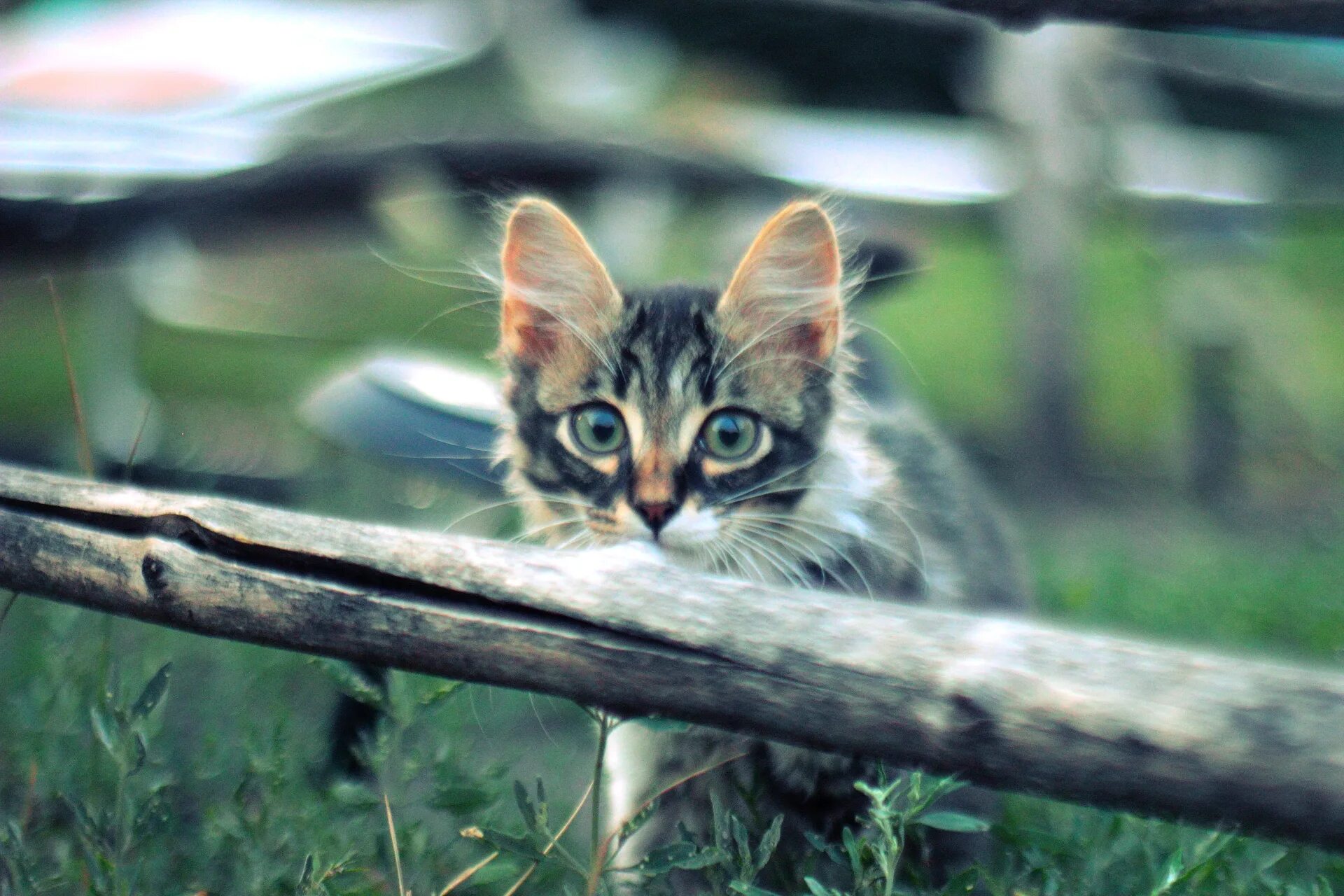 Купить лесного котенка. Норвежские Лесные котята. Норвежский Лесной кот. Норвежская кошка котята. Котята Лесной кошки.