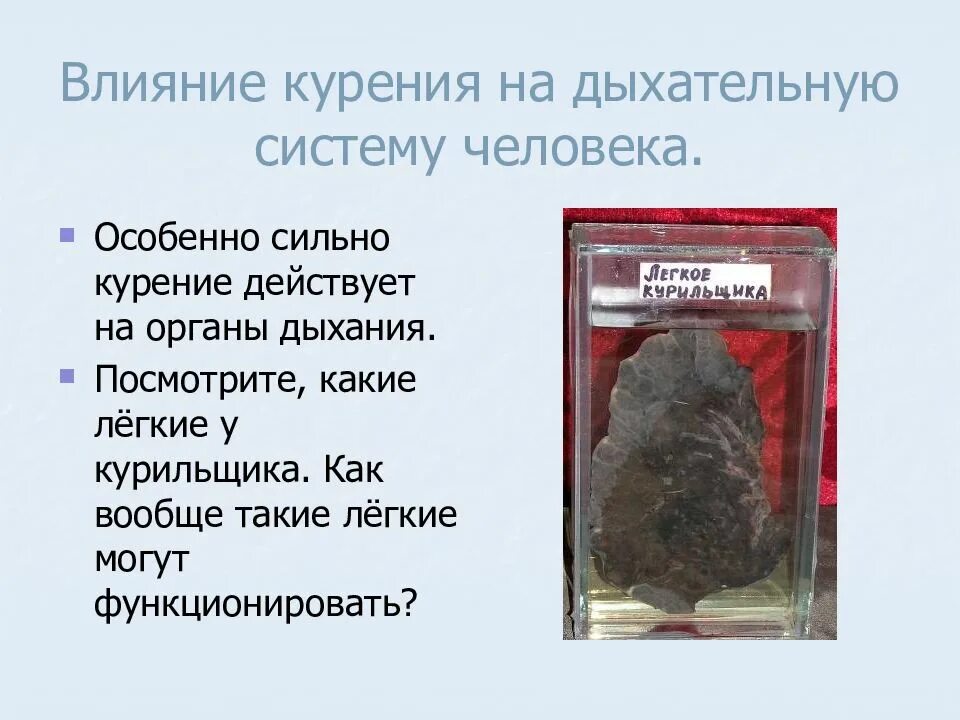 Влияние курения на дыхательную систему. Влияние курения на дыхательную систему человека. влияние курения на эндокринную систему. презентация влияние курения на органы дыхания. последствия курения органы.