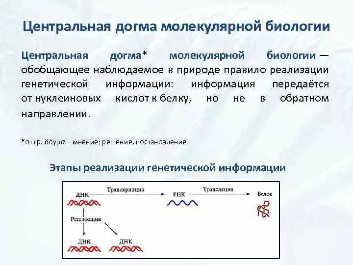 что описывает догма молекулярной биологии. центральная догма биологии. центральная догма молекулярной биологии основные этапы кратко. что описывает догма молекулярной биологии. что описывает догма молекулярной биологии.