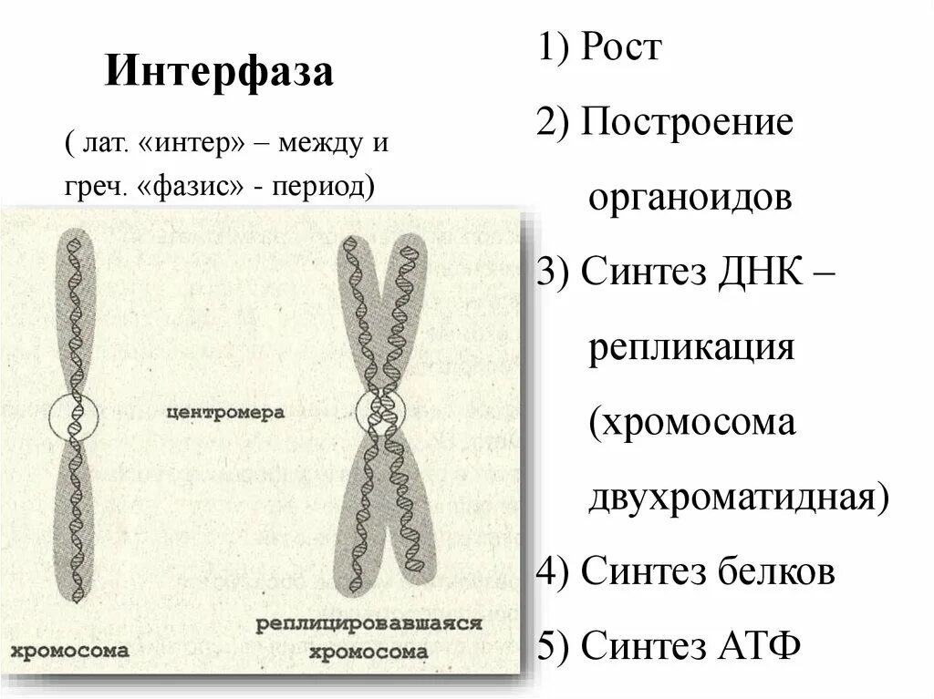 Спирализация двухроматидных хромосом. Строение хромосом в интерфазе. Хромосома морфология хромосом. Схематическое строение хромосомы. Однохроматидные хромосомы.