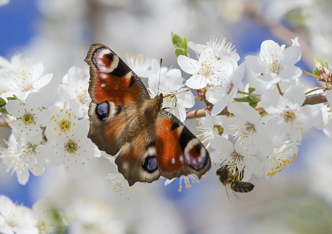 Увидеть бабочку весной. Весенние бабочки. Майские бабочки. Цветы весенние и бабочки.