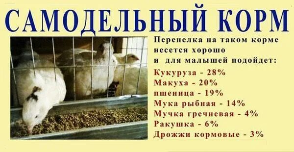Какую траву можно давать перепелам